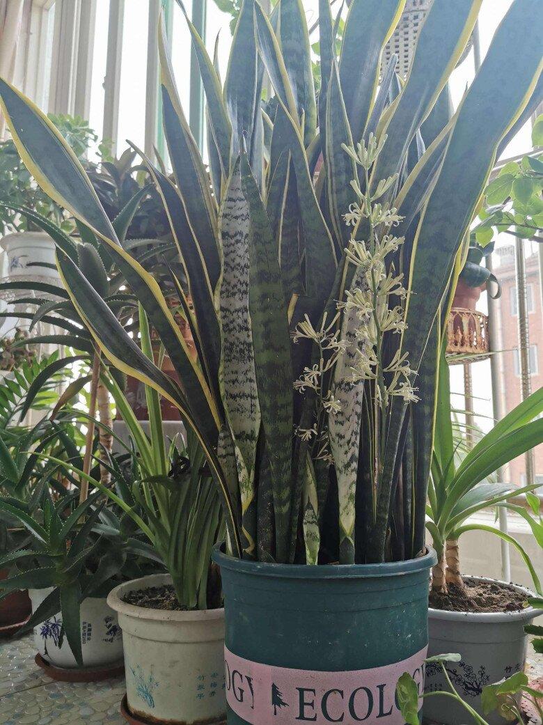 Không hề mê tín, tại sao cây lưỡi hổ ra hoa không phải là chuyện tốt?