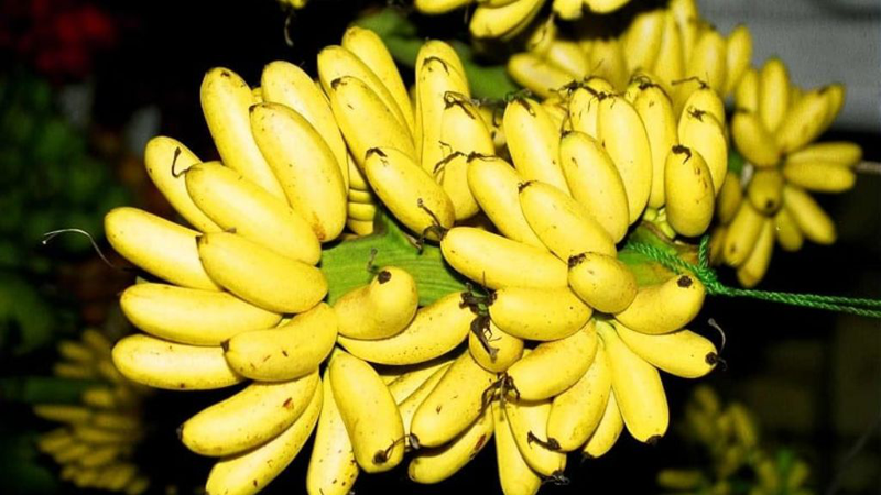 Chuối cau có tác dụng gì cho sức khỏe? Một số lưu ý khi ăn chuối cau