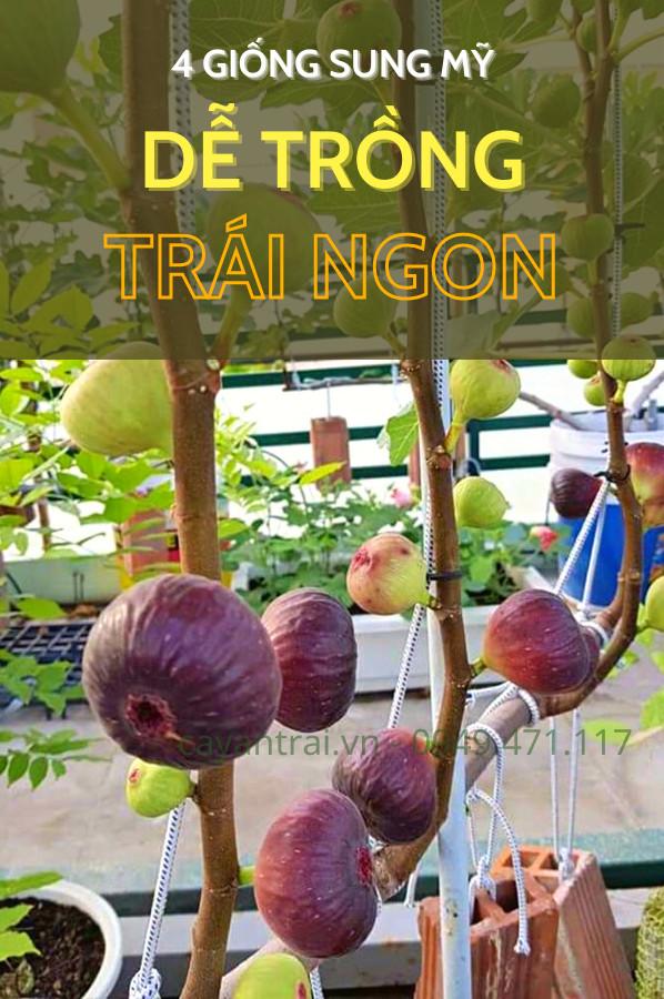TỔNG HỢP 04 GIỐNG SUNG MỸ DỄ TRỒNG, TRÁI NGON ĐANG CÓ TẠI SHOP