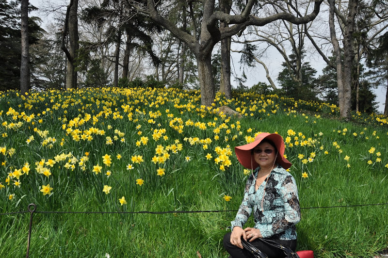 New York: Hình ảnh hoa thủy tiên nở đầy đường | Những ngày hưu trí