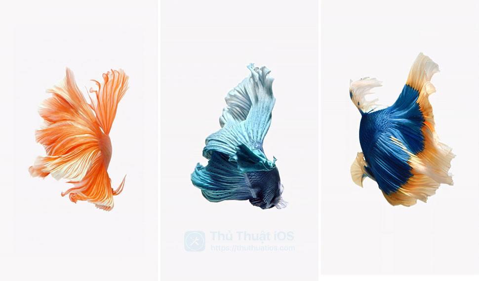 Hướng dẫn mang hình nền con cá của Apple lên iPhone chạy iOS 11