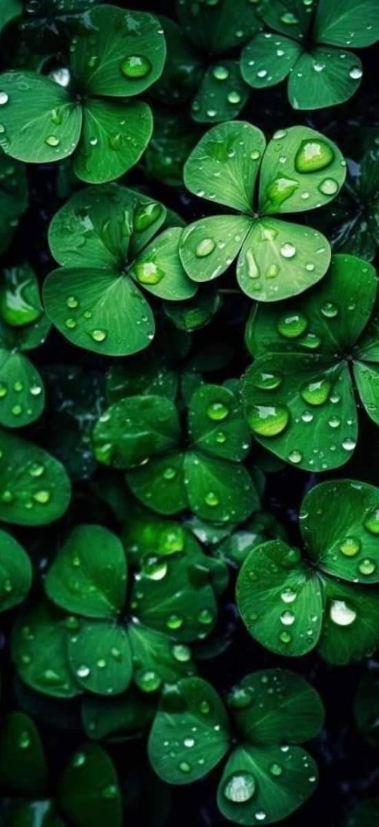 50+ Hình nền may mắn cho mệnh mộc, tăng tài lộc đón bình an