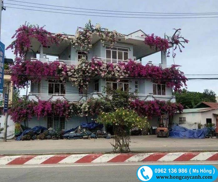 CÂY HOA GIẤY
