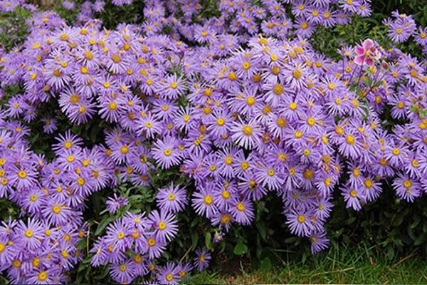 Hoa Thạch Thảo - Đặc điểm, ý nghĩa, cách trồng và cách cắm hoa đẹp