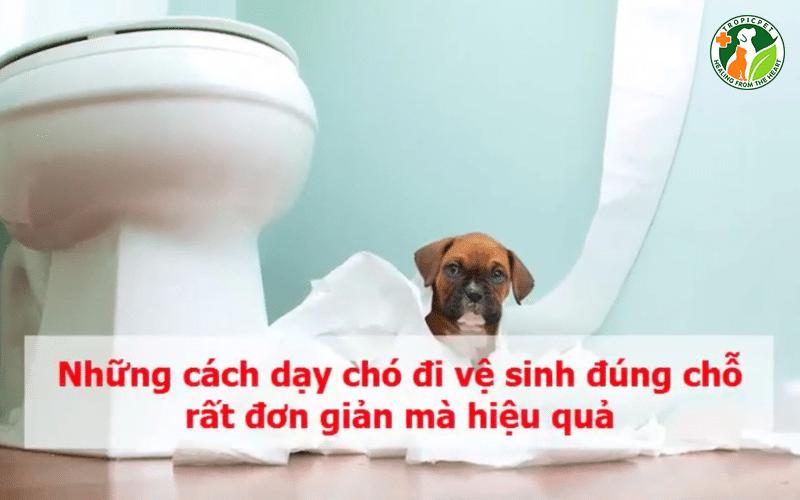Cách dạy chó đi vệ sinh đúng chỗ