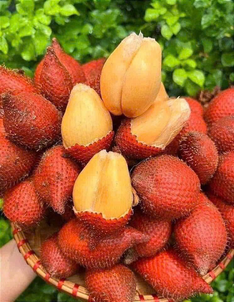 Mây Thái Tươi ngon