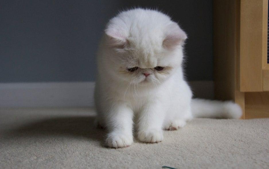 7 nguyên nhân khiến mèo con bị tiêu chảy: hướng dẫn cho người mới nuôi mèo