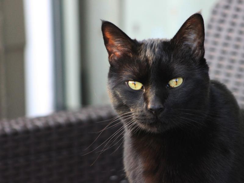 Giống mèo đen mắt vàng: Loài mèo đẹp và mạnh mẽ