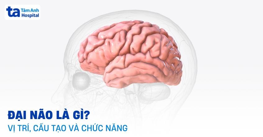 Đại não là gì? Vị trí, giải phẫu cấu tạo và chức năng trong não bộ