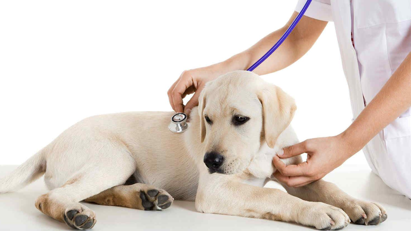 Bệnh Parvo ở chó có lây sang người không? Nguyên nhân là do đâu?