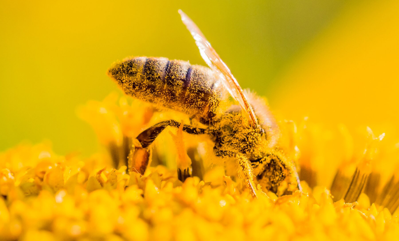Tác hại của phấn hoa ong là gì? Lưu ý khi sử dụng
