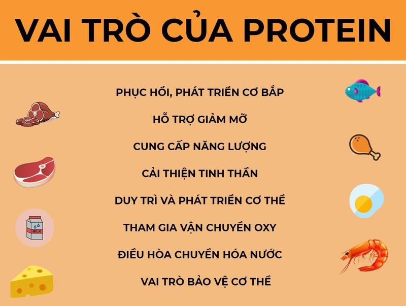 Quá trình chuyển hóa protein diễn ra như thế nào?