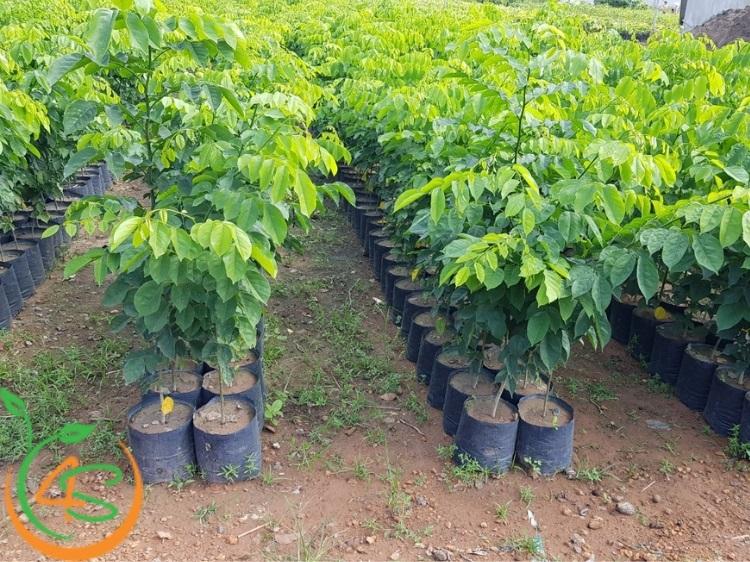 Quy Trình Trồng Rừng Bằng Cây Con Có Bầu Với 6 Bước