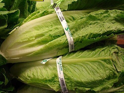 Romaine lettuce