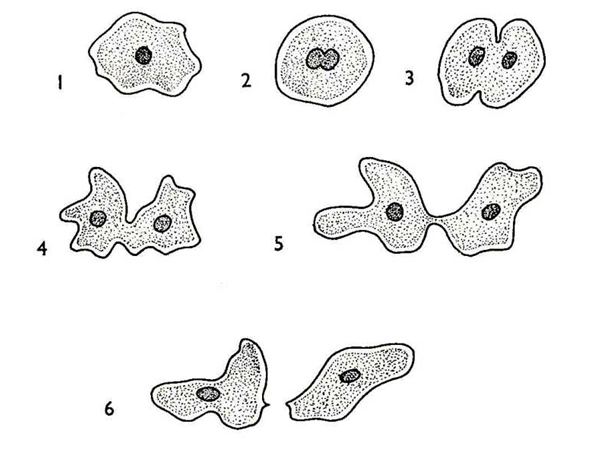 Sinh học 7 Bài 55: Tiến hóa về sinh sản