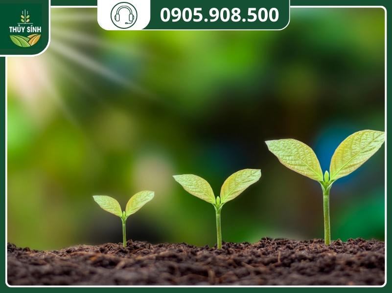 5 nhóm chất kích thích sinh trưởng thực vật phổ biến