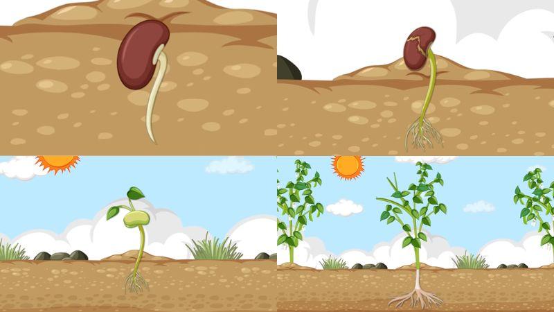 Soạn bài Lời của cây lớp 7 ngắn nhất, trả lời đọc hiểu