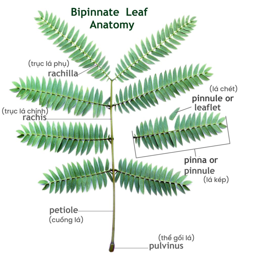 40 hình dạng lá cây phổ biến trong tự nhiên