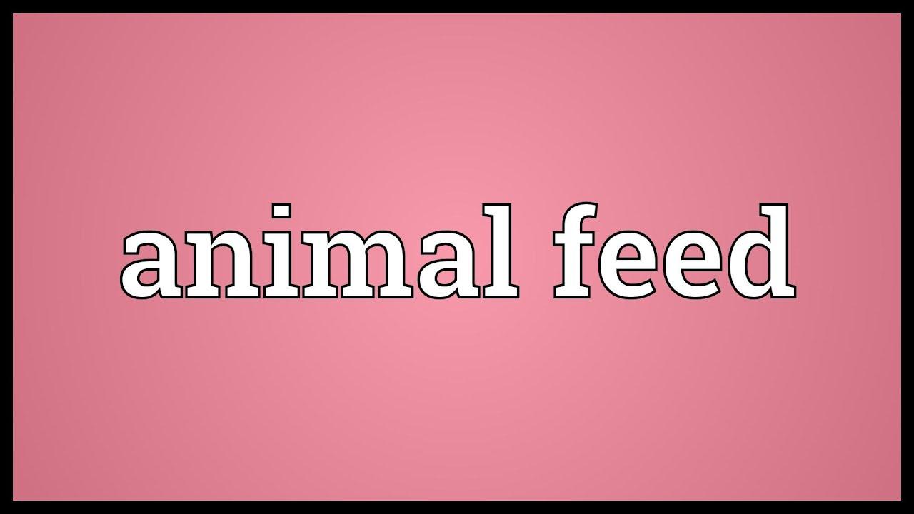 "Thức Ăn Chăn Nuôi" trong Tiếng Anh là gì: Định Nghĩa, Ví Dụ Anh Việt
