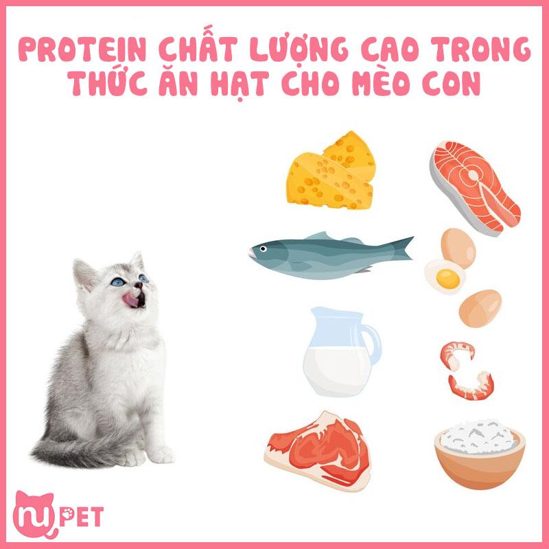 Top 5 thức ăn hạt cho mèo con vừa tốt vừa rẻ