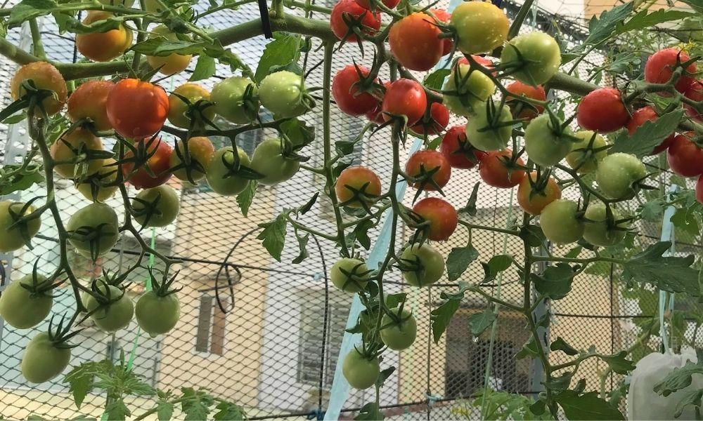 Kỹ thuật trồng cà chua chuẩn chuyên gia, ra quả tươi tốt