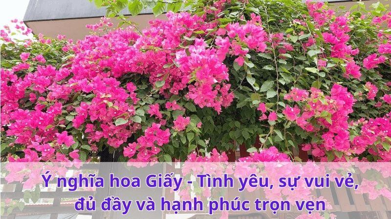 Ý nghĩa hoa Giấy – Tình yêu, sự vui vẻ, đủ đầy và hạnh phúc