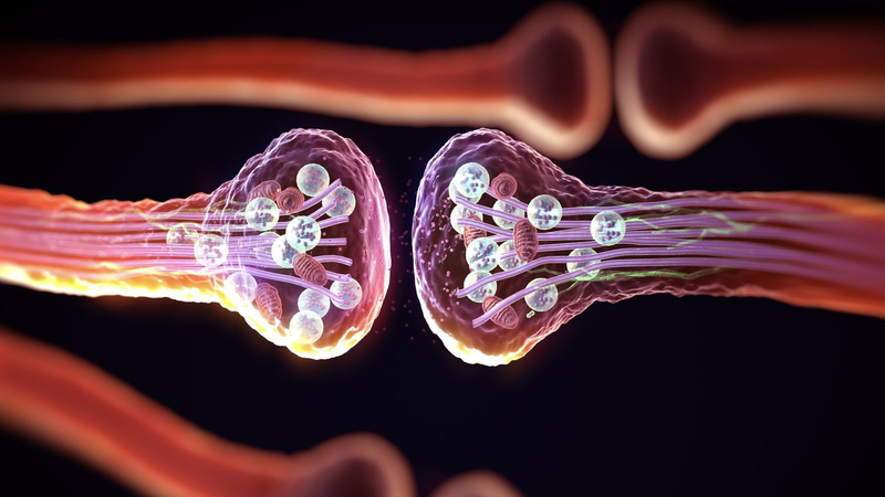 Synapse là gì? Điểm giao thoa diệu kỳ của hệ thần kinh